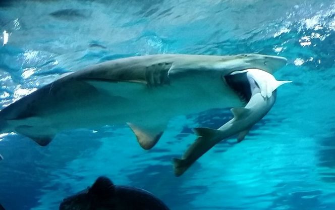 Seul, squalo mangia squalo: l'attacco in un acquario