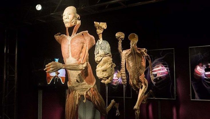 A Bari arriva "Real bodies": veri corpi umani e organi esposti al teatro Margherita da novembre