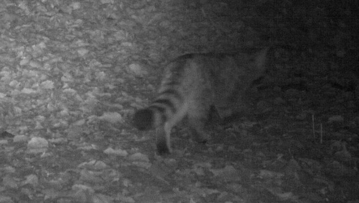 Il ritorno del gatto selvatico in Trentino è la conferma di un habitat resiliente
