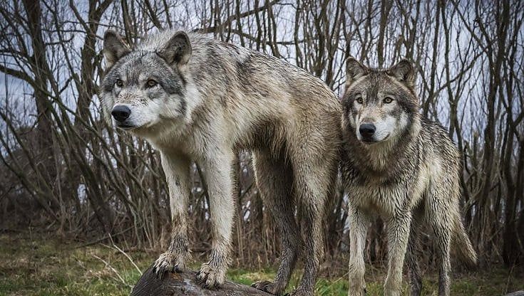 Cuccioli di lupo in vendita in un allevamento di Viterbo