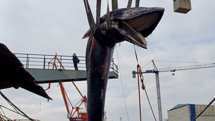 Trovato morto il balenottero che lunedì era rimasto intrappolato nel porto di Napoli