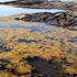 Sindrome metabolica, due alghe marine aiutano a ridurre peso e pressione