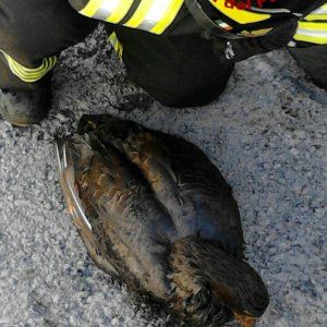  Petrolio nel Polcevera, i tempi di intervento dei tecnici Iplom nel mirino della Procura di Genova