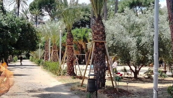 Dal Politeama a Villa Trabia, tornano le palme in strada: "Il punteruolo rosso è vinto"