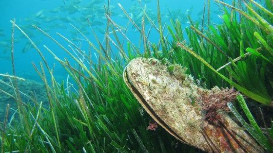 Le nacchere di mare rischiano di scomparire: colpa di un parassita