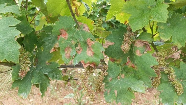 Uva, la stagione nera del Tarantino: tra piogge e malattie della vite anche il Primitivo è a rischio. "Colpito il 50 per cento delle piante"