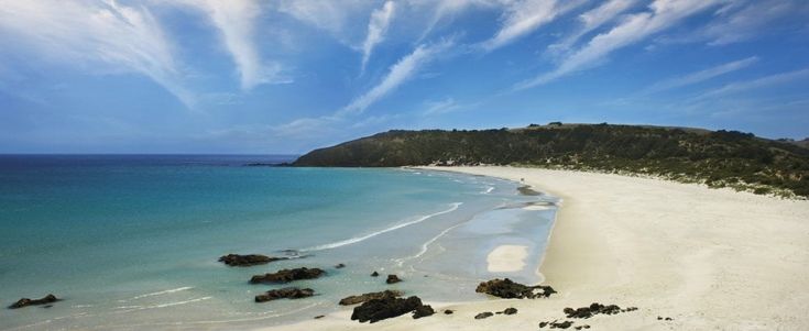 Australia, dall'ultima ape ligure ai koala: a Kangaroo Island l'intruso è l'uomo