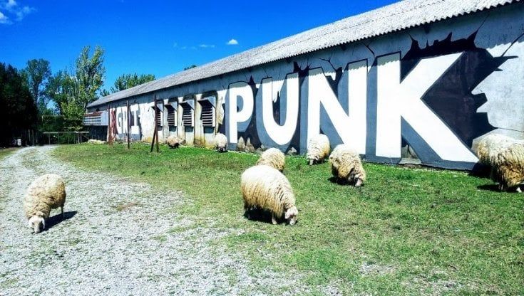 Agripunk, l’arca degli animali liberi rischia lo sfratto: "Aiutateci"