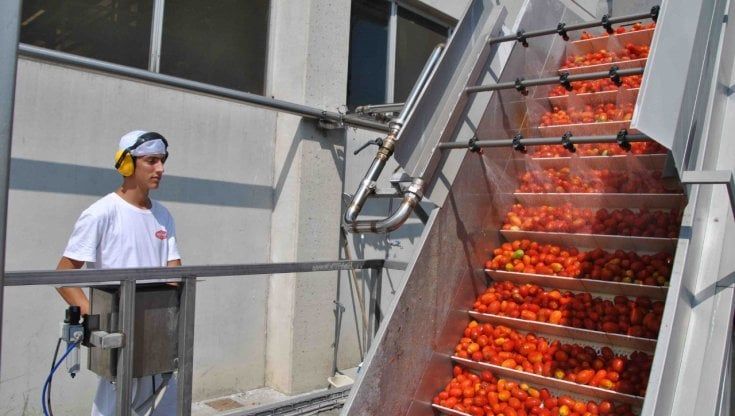 La siccità colpisce anche il pomodoro: la poca acqua preoccupa 37mila ettari
