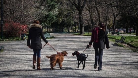 "Questa strana storia del vermetto con la corona": il virus visto da un cane