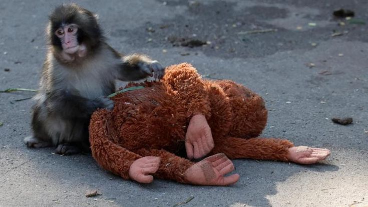 Giappone, scavalcano le reti di uno zoo per filmare macaco-icona dei social, arrestati due americani