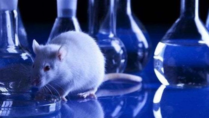 La Crui sulla sperimentazione animale: "Ostacolarla significa danneggiare tutta la ricerca italiana"