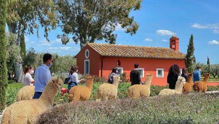 Dal Perù a Tarquinia, il lungo viaggio degli alpaca: a Pian d'Arcione l'allevamento più grande d'Italia
