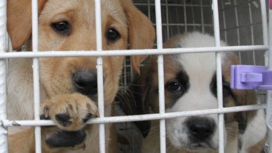 Animali, veterinario gratis a chi adotta e libero accesso a negozi e bus: la Puglia vara legge contro il randagismo