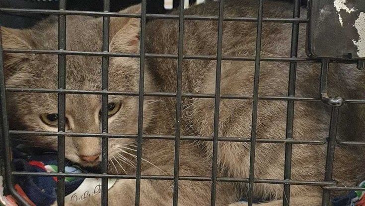 Nardò avvelenata una colonia di gatti con un fitofarmaco. "Sopravvissuti solo in quattro"