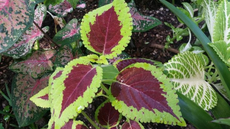 Giardini La Mortella, trame e sfumature: quando le foglie sembrano fiori