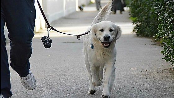 Domodossola, esame del dna sugli escrementi dei cani per multare i proprietari incivili
