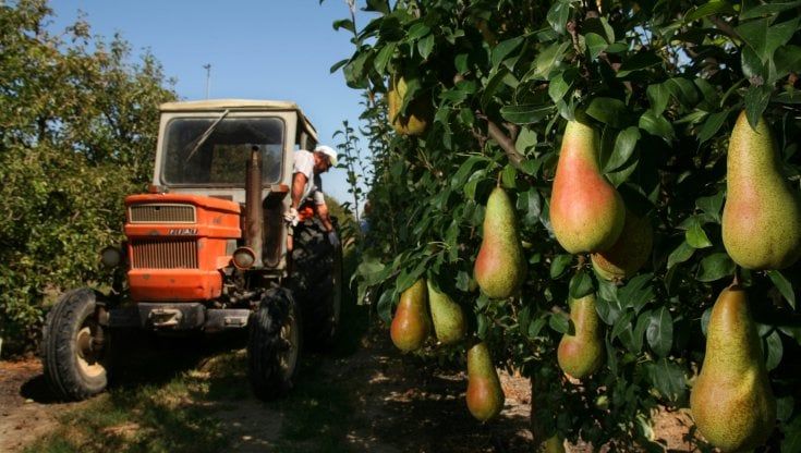 Perché stanno sparendo pere, pesche e susine