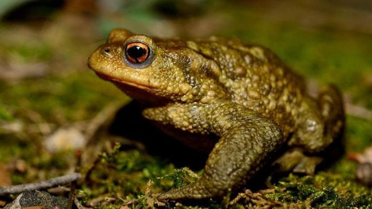 Conservazione della biodiversità, animali "brutti" e pericolosi esclusi dai fondi: lo studio Unifi