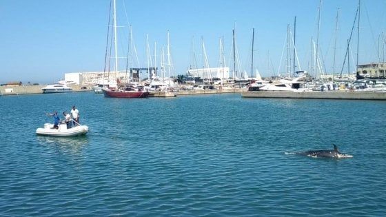 Ostia, recuperato il delfino trovato morto sugli scogli