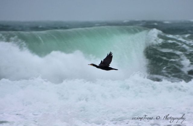 La mareggiata sorprende il cormorano: gli scatti d'autore dal Salento 