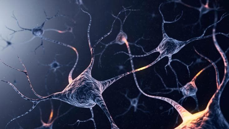 Mini cervelli in laboratorio, la nuova frontiera della ricerca sulle malattie rare