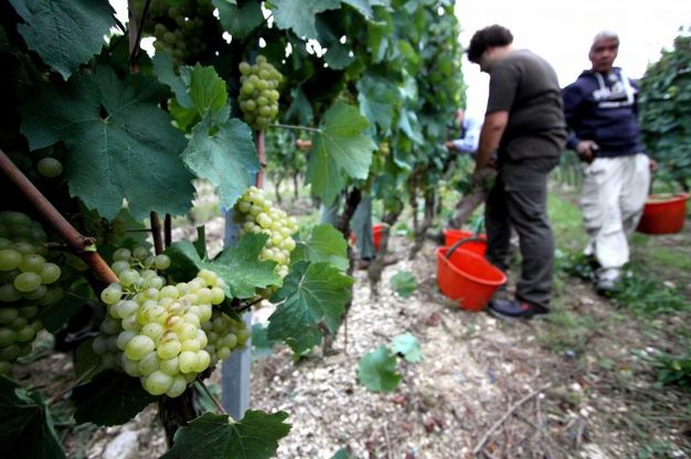 Vini, la prima volta del bianco: al top il Trebbiano d'Abruzzo