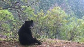 In Bolivia grazie alle api si protegge l’orso delle Ande