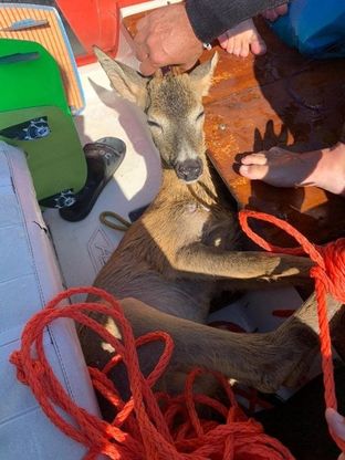 Lago d'Iseo, capriolo rischia di annegare: salvato dai surfisti