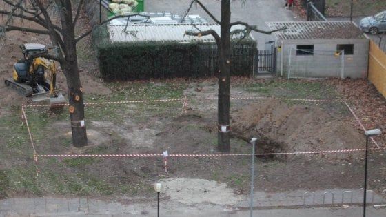 Parco Bassini, la procura ferma l'abbattimento degli ultimi due cedri nell'area del Politecnico