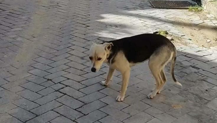 La cagnolina di Niscemi che gira sperduta nella zona rossa, appello per adottarla