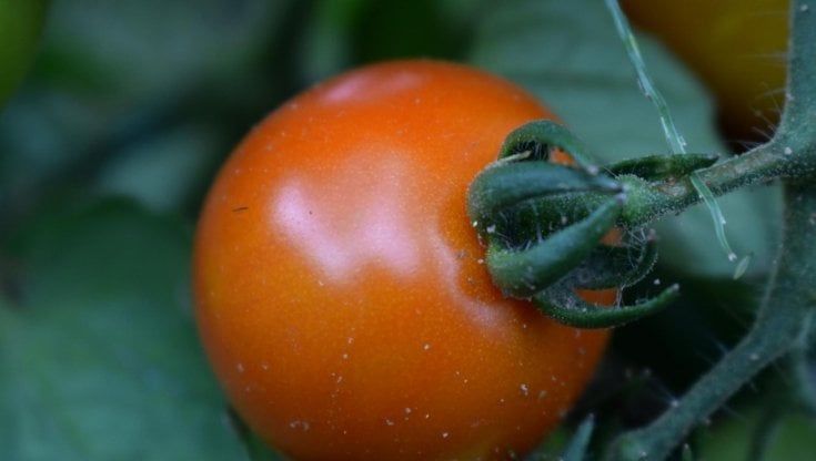 Pomodorino siccagno e arancia belladonna presidiano la Calabria
