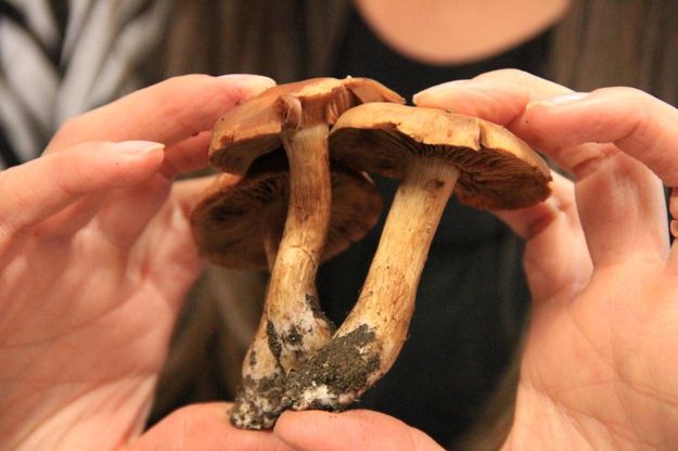 Periodo di funghi... molto pericolosi