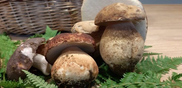 Borgotaro, i funghi perfetti di giugno - Foto 
