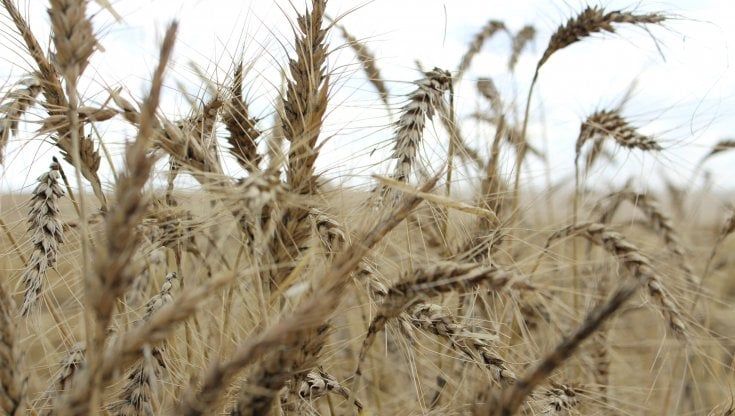 Minniti: "Corridoi alimentari per il grano o il Maghreb rischia la carestia" 
