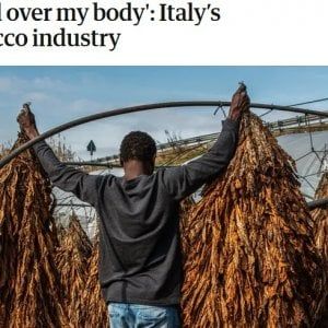 Inchiesta del Guardian sui migranti sfruttati nelle piantagioni tabacco: spunta la Campania