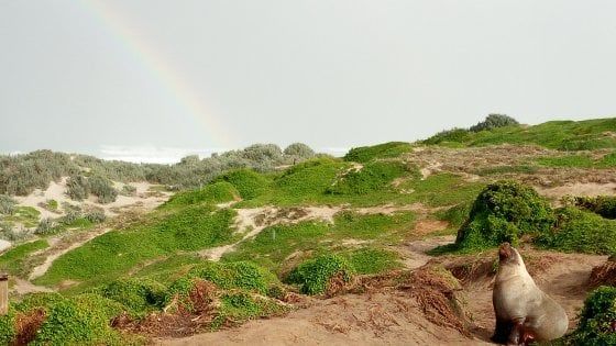 Sulle orme dei pionieri: Adelaide tra miniere e vino, passando per l'Isola dei Canguri e i Monti Flinders