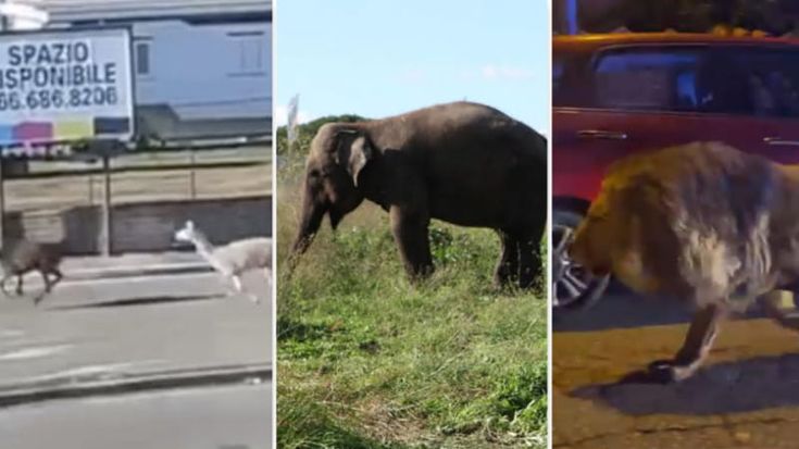 I due lama, l’elefante, la tigre di Cesano, il marabù e il leone di Ladispoli: tutti gli animali scappati a Roma