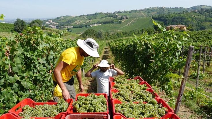 Via alla vendemmia, produttori ottimisti: “Alta qualità”
