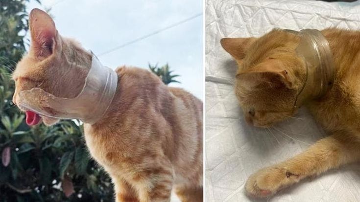 Gatto incastrato in un barattolo rotto, Porto Cesareo si mobilita e salva Leone: “Ora cerca casa”