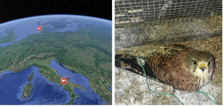 Il lungo viaggio dal mare del Nord: il gheppio si è fermato a Eboli