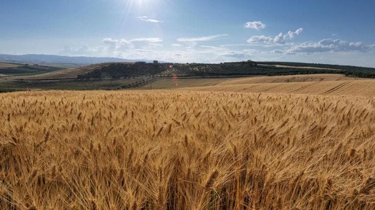 Grano duro, produzione nazionale in calo dell’8% nel 2024
