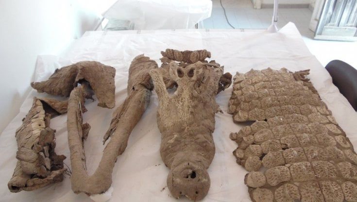 Svelato il mistero del coccodrillo di Napoli dal Dna: "Medievale ed egiziano"