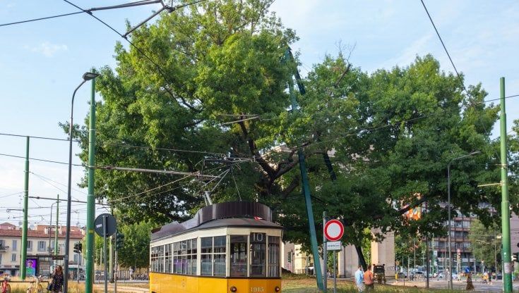 Il verde più verde: quanta vita all'ombra della quercia di piazza XXIV Maggio