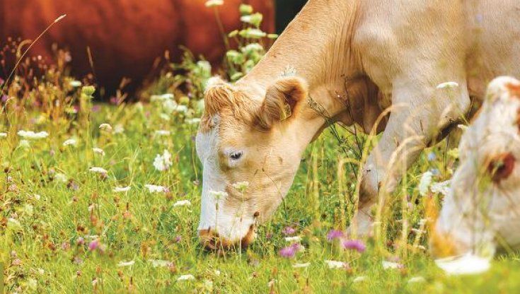 “La mia Moravia tra birre e formaggi”