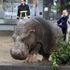Georgia, inondazione a Tbilisi: 12 morti e dispersi. Zoo distrutto, animali in fuga per le strade