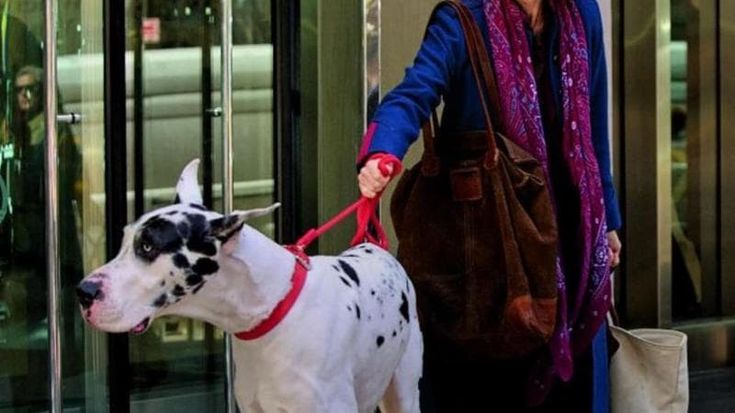 Cani, gatti e furetti in sala, al cinema con gli animali: tornano gli AristoPets all’Anteo