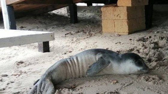 È morto il cucciolo di foca monaca spiaggiato in Salento: "Specie sempre più a rischio" 