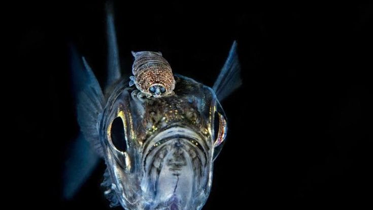 Meduse, granchi e nudibranchi: il mare del golfo di Napoli con gli occhi di Salvatore Ianniello