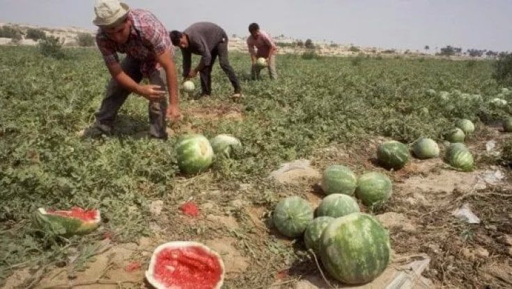 "Gli schiavi delle angurie sono ancora qui": così nel Leccese il caporalato sopravvive  alle leggi e ai controlli. E il Covid peggiora le cose